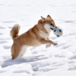 逆だと思ってた！？冬こそダイエットの季節！
